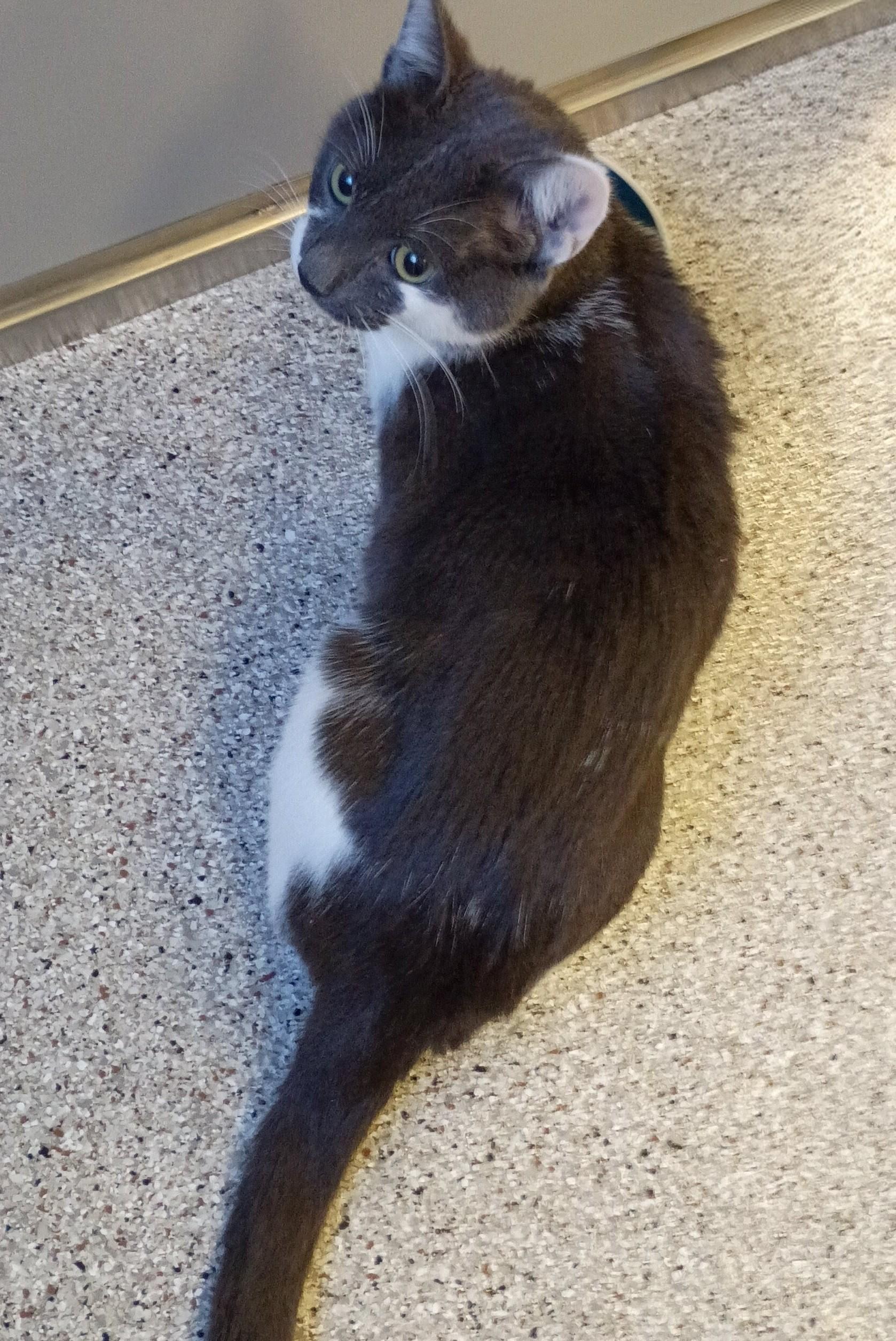 Lorelei, an adoptable Domestic Short Hair in Kearney, NE, 68845 | Photo Image 1