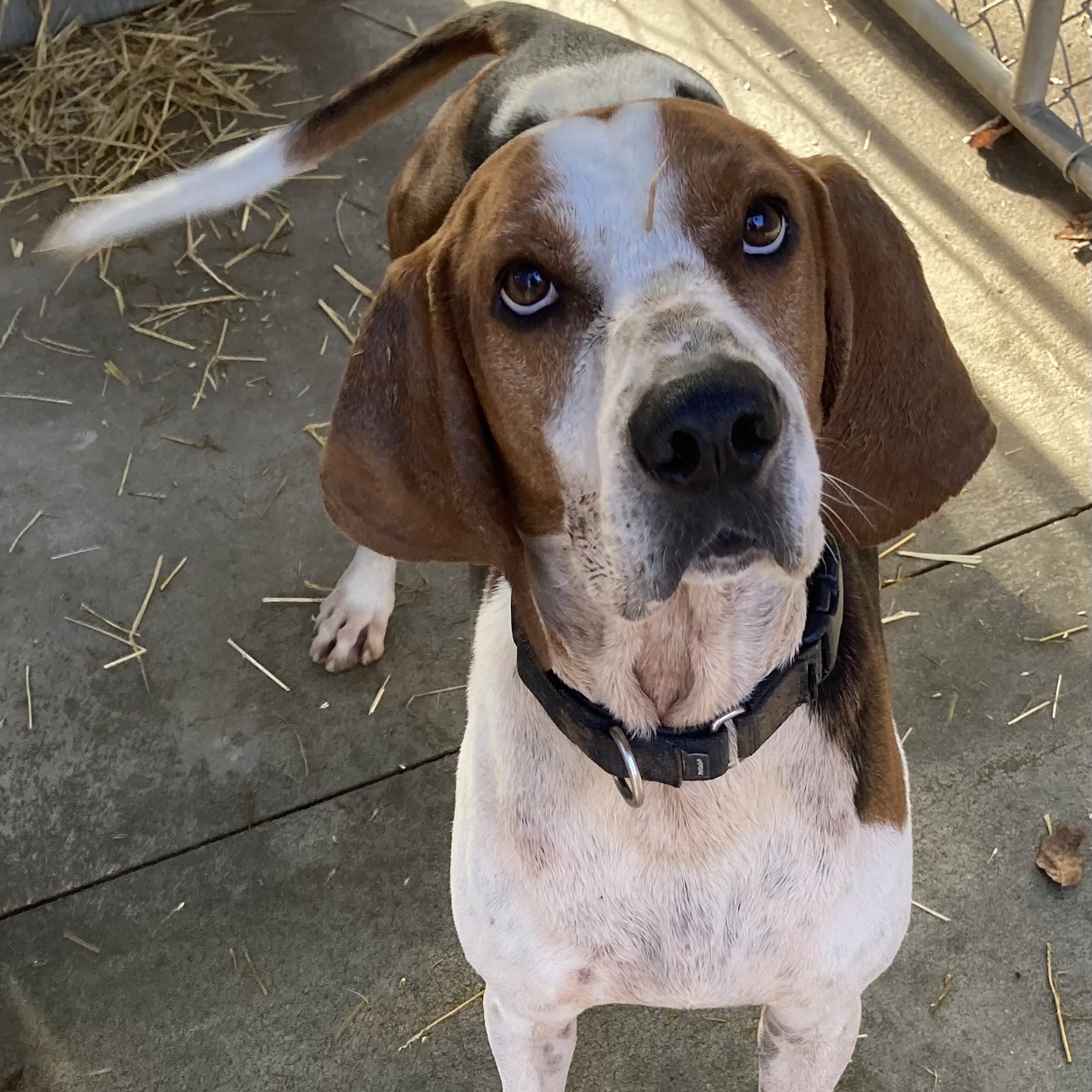 Enlarge Conrad, a Adoptable Treeing Walker Coonhound in Spencer, IN image 2/6