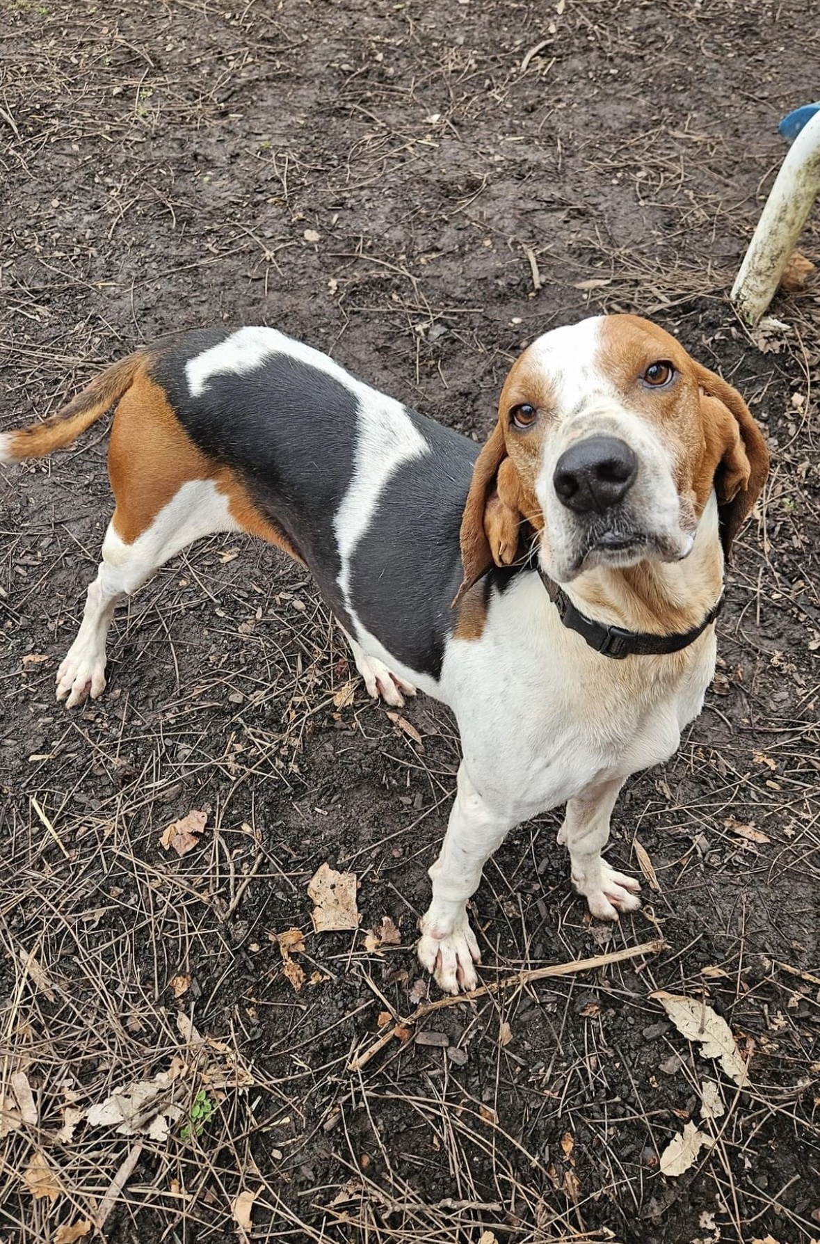 Enlarge Conrad, a Adoptable Treeing Walker Coonhound in Spencer, IN image 4/6