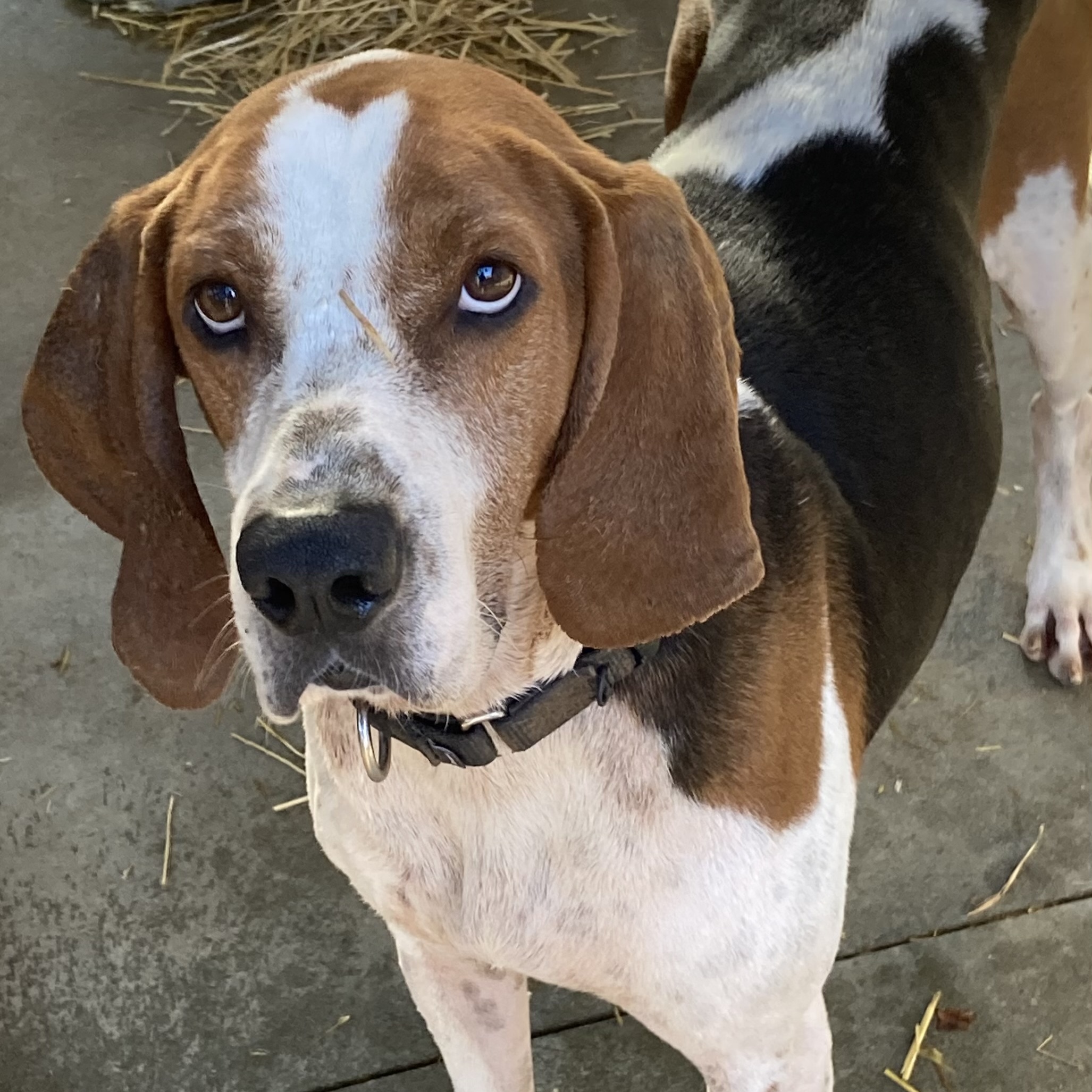 Conrad, Adult Male Treeing Walker Coonhound
