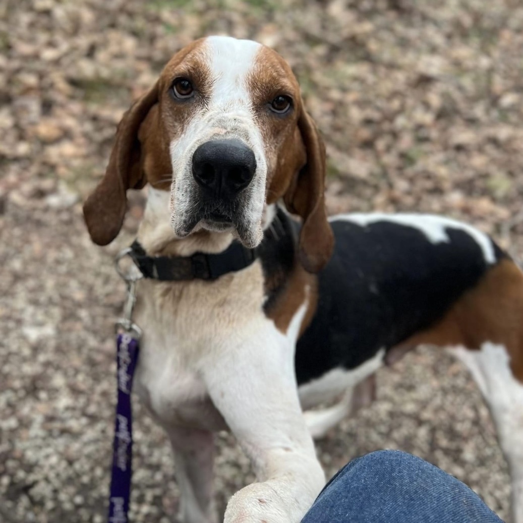Enlarge Conrad, a Adoptable Treeing Walker Coonhound in Spencer, IN image 3/6