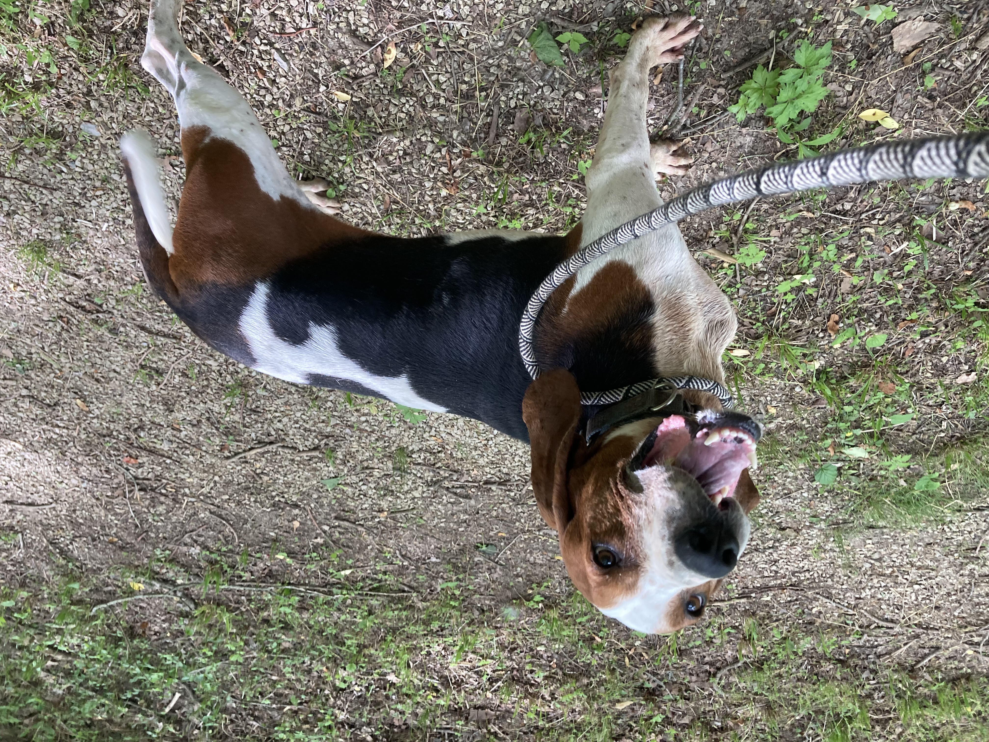 Enlarge Conrad, a Adoptable Treeing Walker Coonhound in Spencer, IN image 5/6