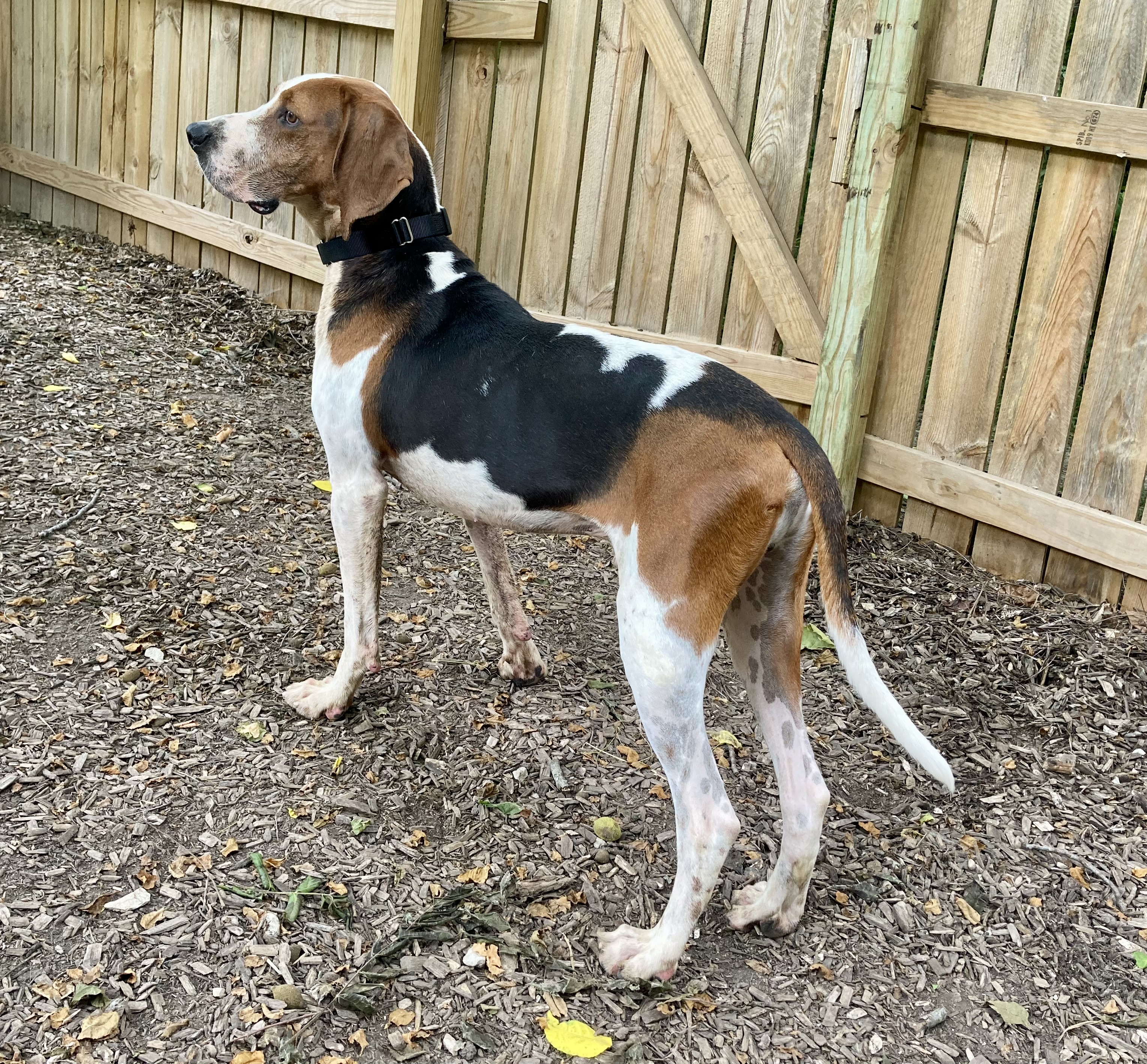 Enlarge Conrad, a Adoptable Treeing Walker Coonhound in Spencer, IN image 6/6