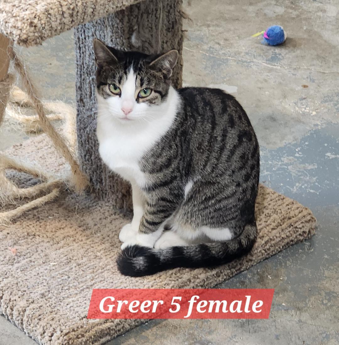 Enlarge Over It, a Adoptable Domestic Short Hair in Point Pleasant, WV image 1/1