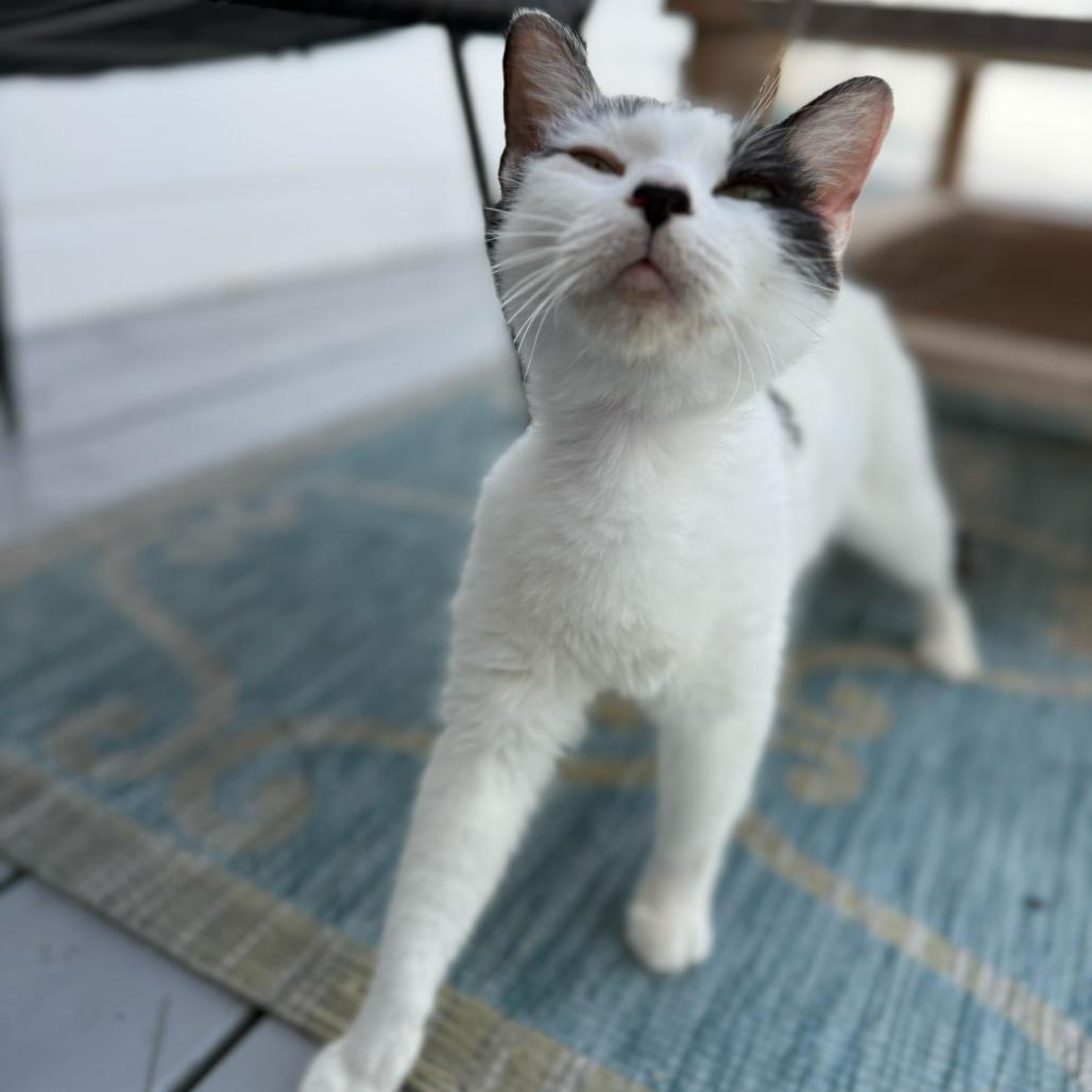 Mama Daisy, a Adoptable Domestic Short Hair in Escondido, CA image 1/6