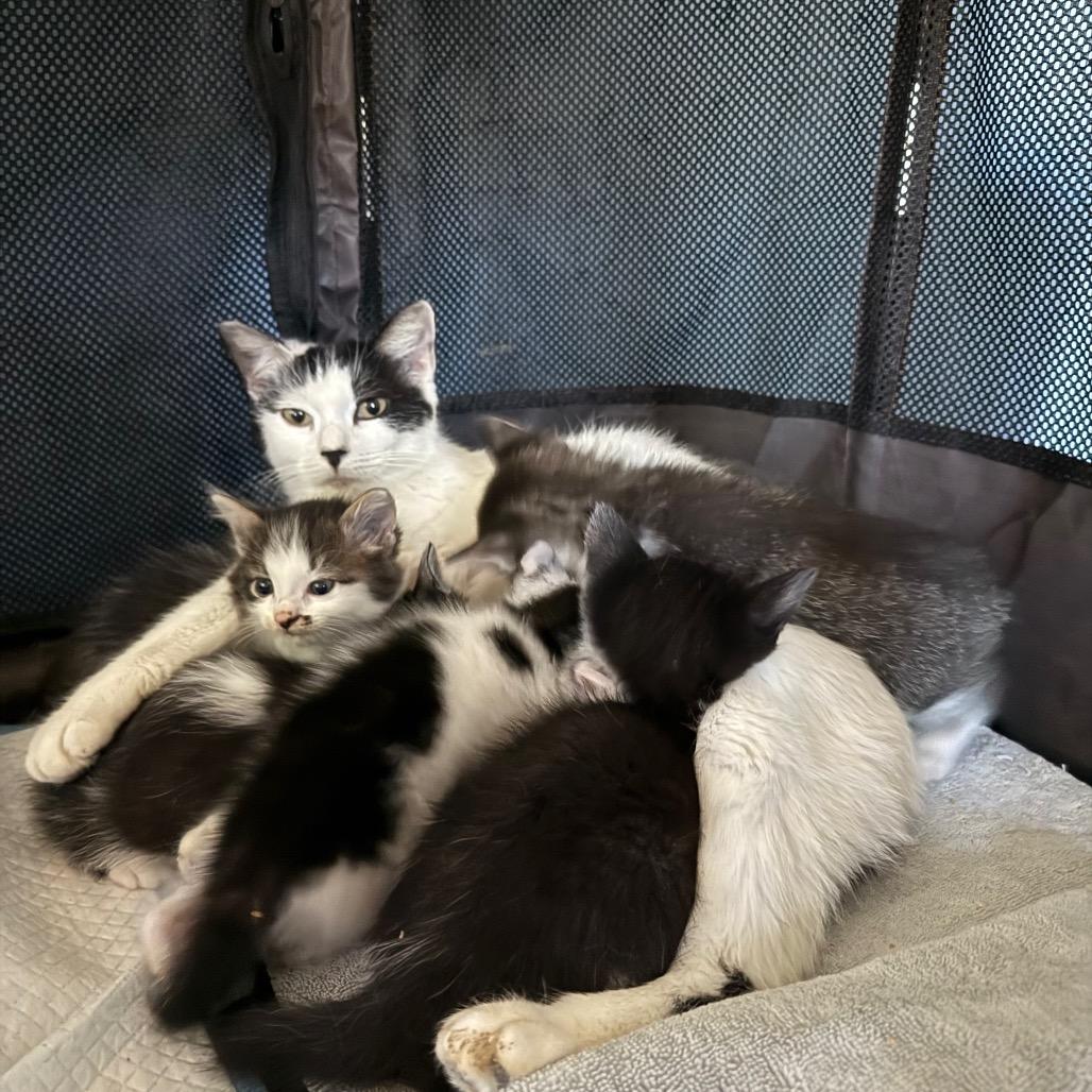 Mama Daisy, a Adoptable Domestic Short Hair in Escondido, CA image 2/6