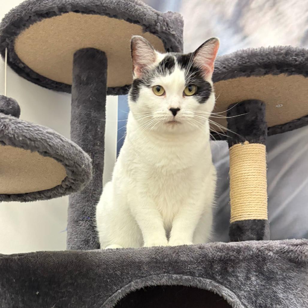 Enlarge Mama Daisy, a Adoptable Domestic Short Hair in Escondido, CA image 1/6