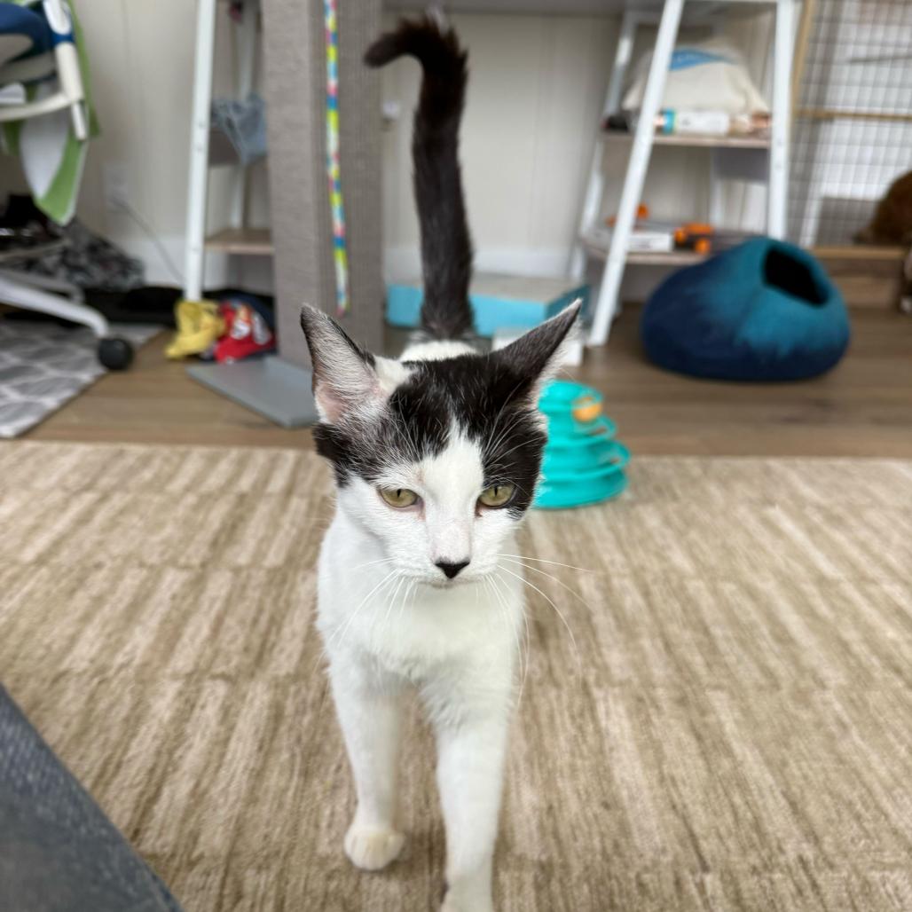 Mama Daisy, a Adoptable Domestic Short Hair in Escondido, CA image 3/6