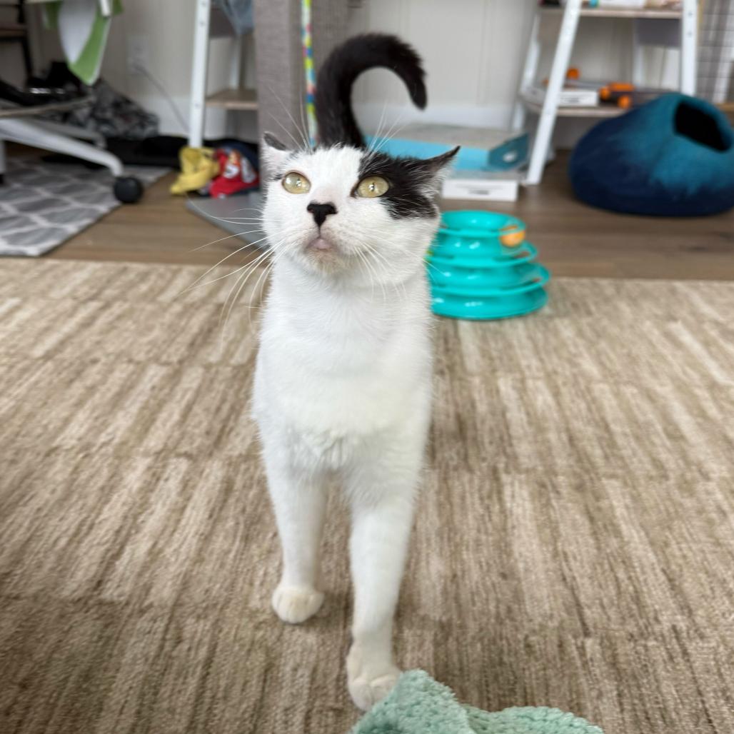 Enlarge Mama Daisy, a Adoptable Domestic Short Hair in Escondido, CA image 2/6
