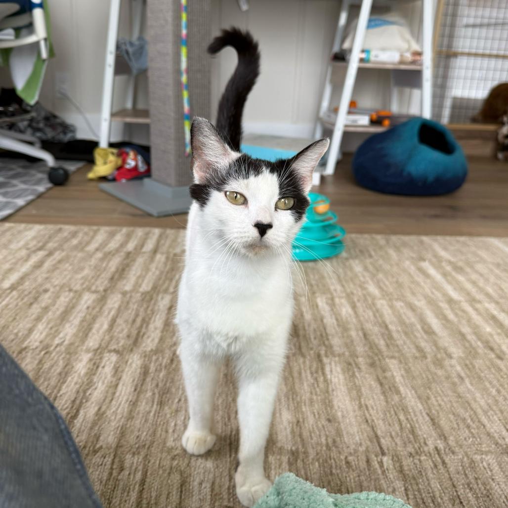 Mama Daisy, a Adoptable Domestic Short Hair in Escondido, CA image 5/6