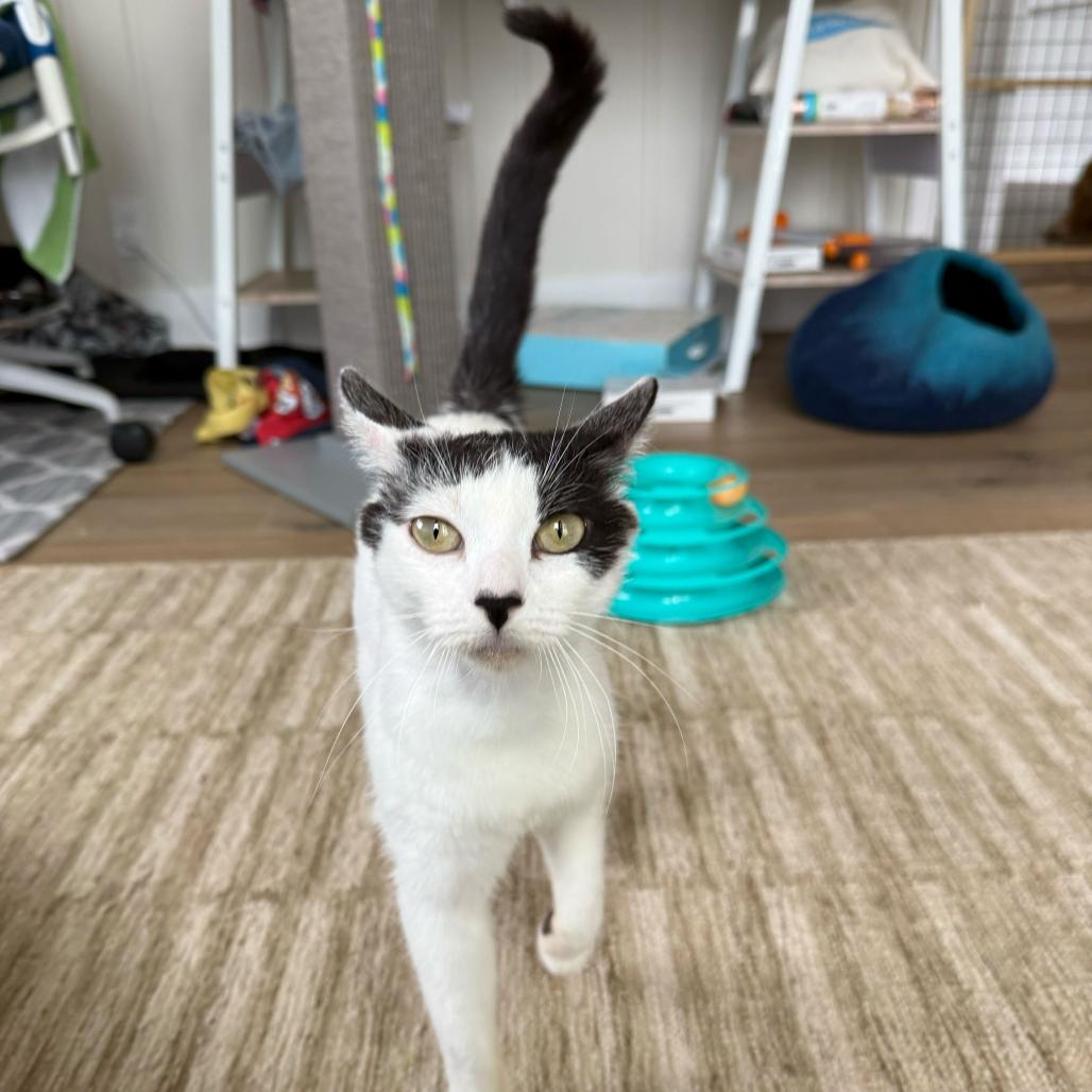 Mama Daisy, a Adoptable Domestic Short Hair in Escondido, CA image 6/6
