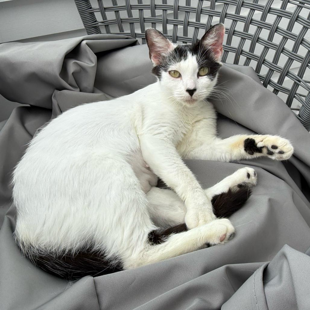 Enlarge Mama Daisy, a Adoptable Domestic Short Hair in Escondido, CA image 6/6