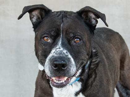 Enlarge Allie, a Adoptable mixed breed in Longmont, CO image 2/3