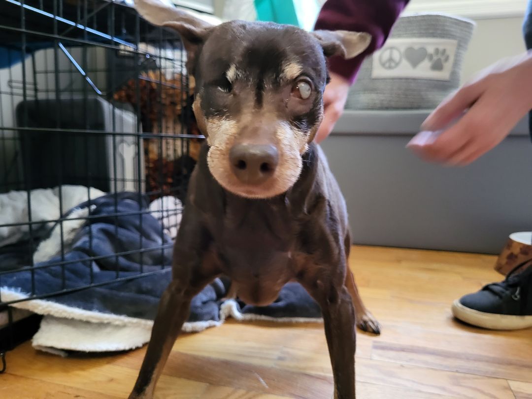Pebblez Sweet Little Princess, an adoptable Miniature Pinscher, Chihuahua in Caldwell, NJ, 07006 | Photo Image 1
