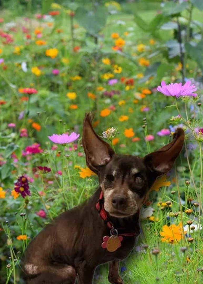 Pebblez Sweet Little Princess, an adoptable Miniature Pinscher, Chihuahua in Caldwell, NJ, 07006 | Photo Image 5