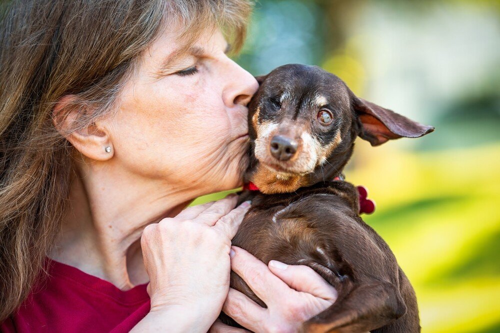 Pebblez Sweet Little Princess, an adoptable Miniature Pinscher, Chihuahua in Caldwell, NJ, 07006 | Photo Image 4