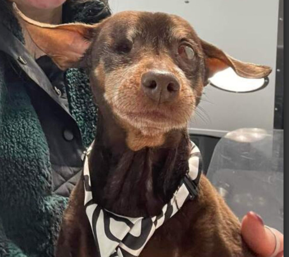 Pebblez Sweet Little Princess, an adoptable Miniature Pinscher, Chihuahua in Caldwell, NJ, 07006 | Photo Image 2