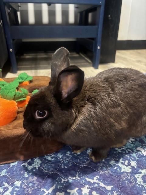 Enlarge Shadow, a Adoptable Mini Rex in Navarre, FL image 1/3