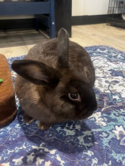 Enlarge Shadow, a Adoptable Mini Rex in Navarre, FL image 3/3