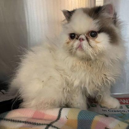 Enlarge Duchess, a ADOPTABLE Persian in Rochester, MN image 2/2