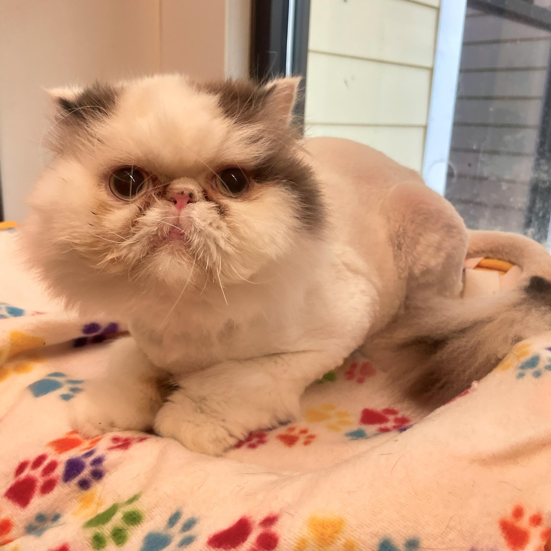 Duchess, ADOPTABLE, Adult Female Persian.