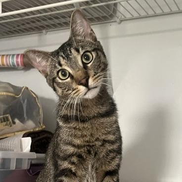 Enlarge Buddy, a Adoptable Domestic Short Hair in Ponte Vedra, FL image 1/5