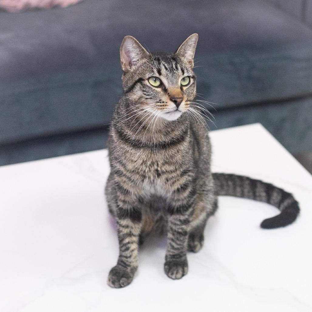 Enlarge Buddy, a Adoptable Domestic Short Hair in Ponte Vedra, FL image 2/5