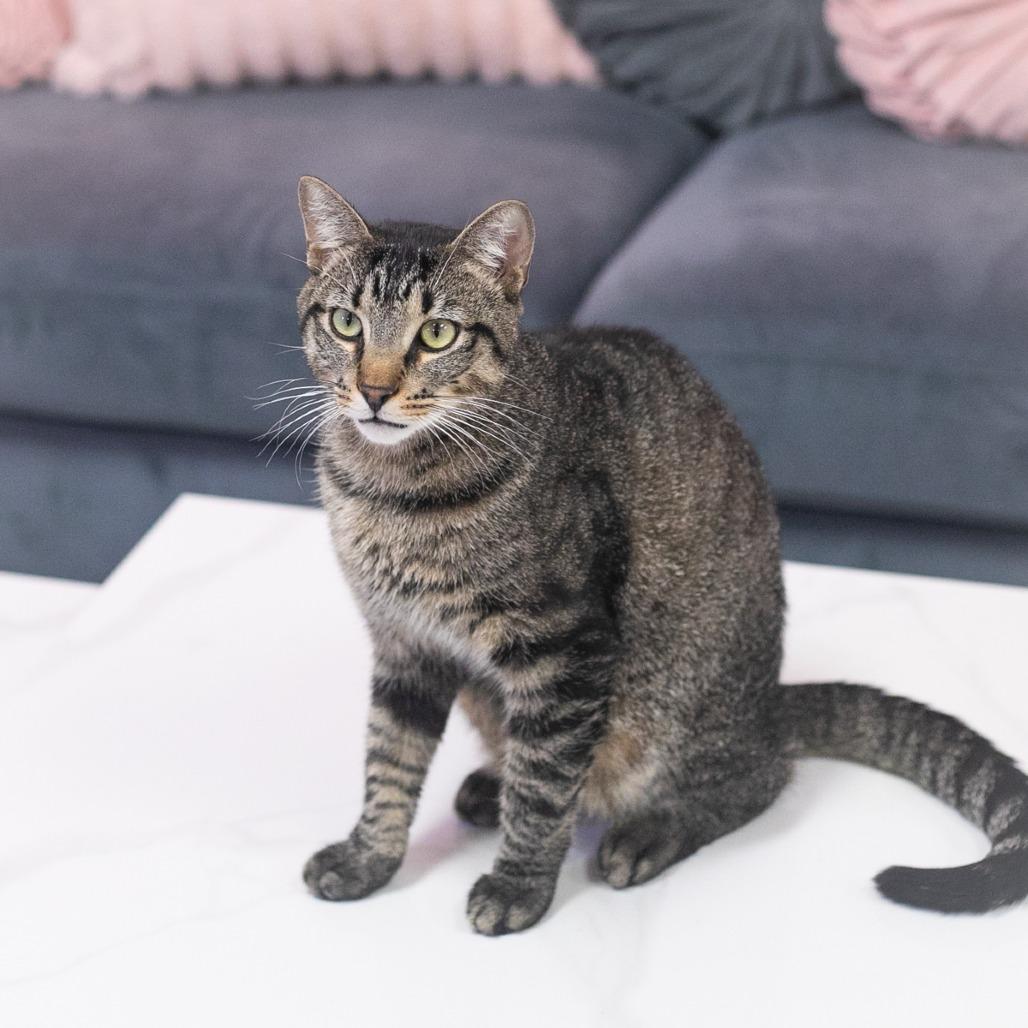 Enlarge Buddy, a Adoptable Domestic Short Hair in Ponte Vedra, FL image 3/5