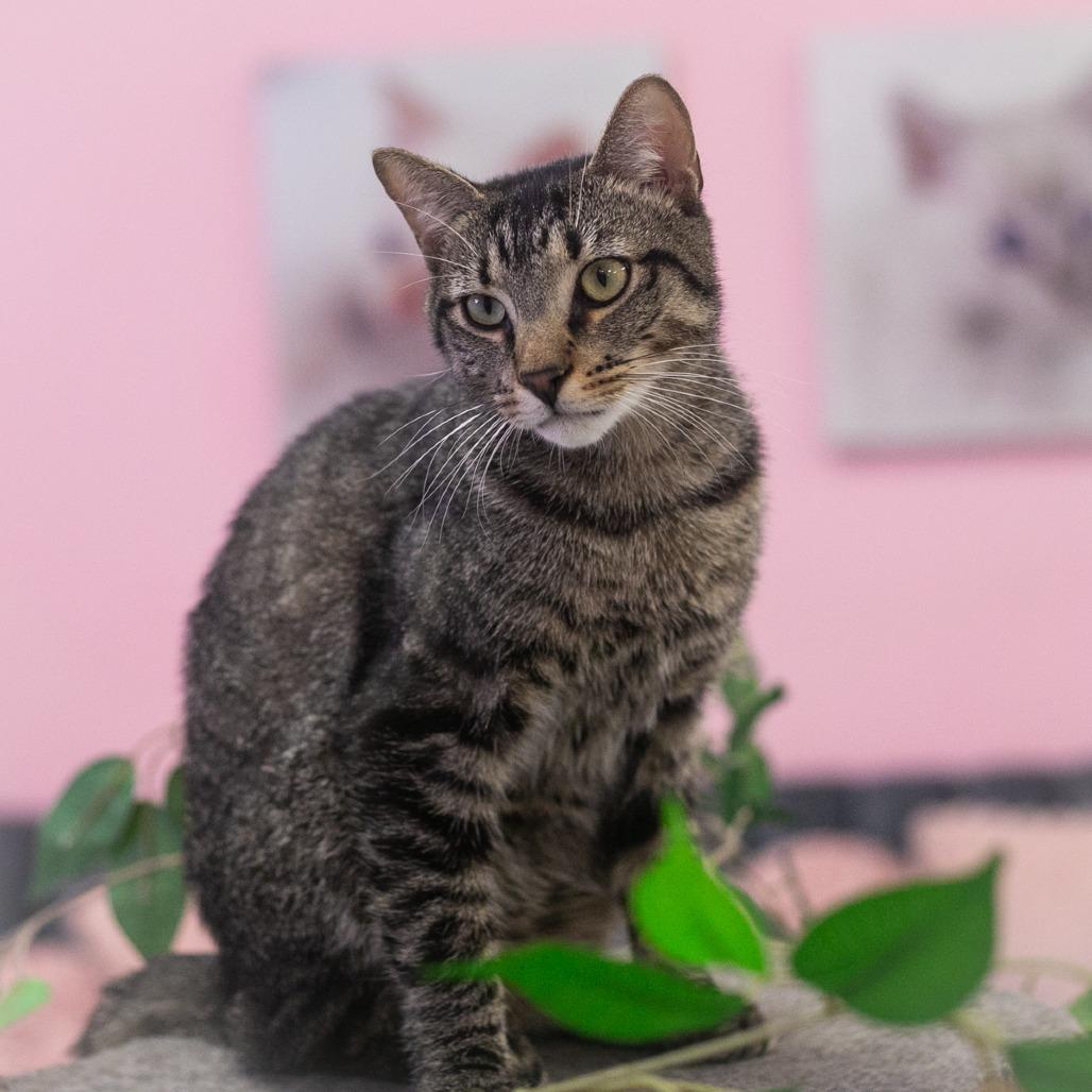 Enlarge Buddy, a Adoptable Domestic Short Hair in Ponte Vedra, FL image 4/5