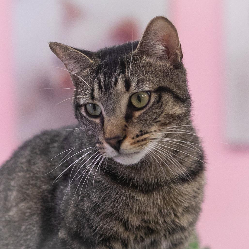 Enlarge Buddy, a Adoptable Domestic Short Hair in Ponte Vedra, FL image 5/5