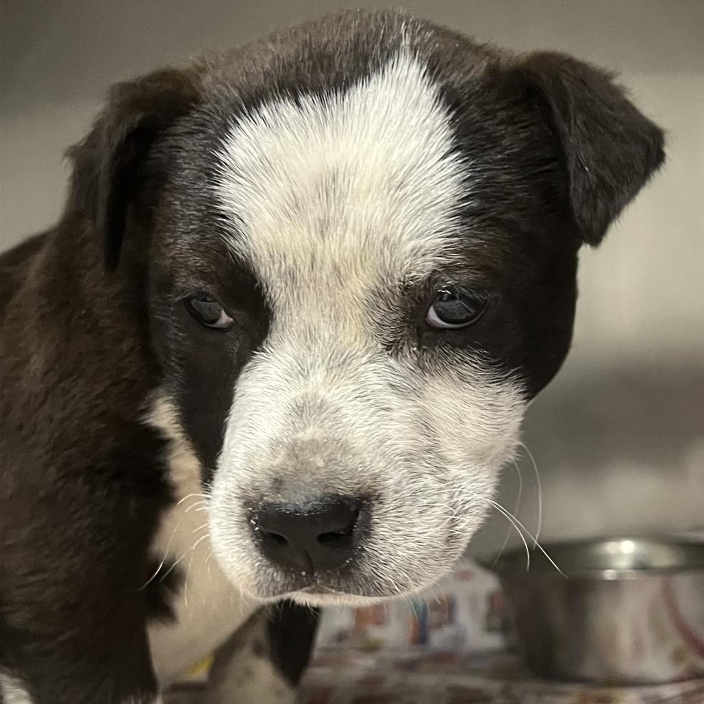 Taylor, Adoptable, Puppy Female Labrador Retriever.