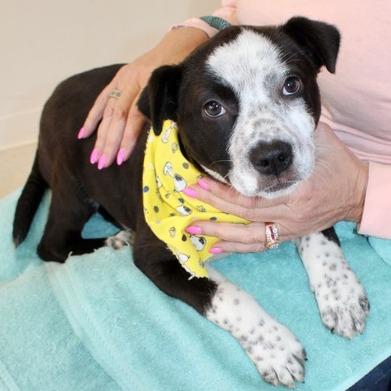 Enlarge Taylor, a Adoptable Labrador Retriever in Birmingham, AL image 1/1