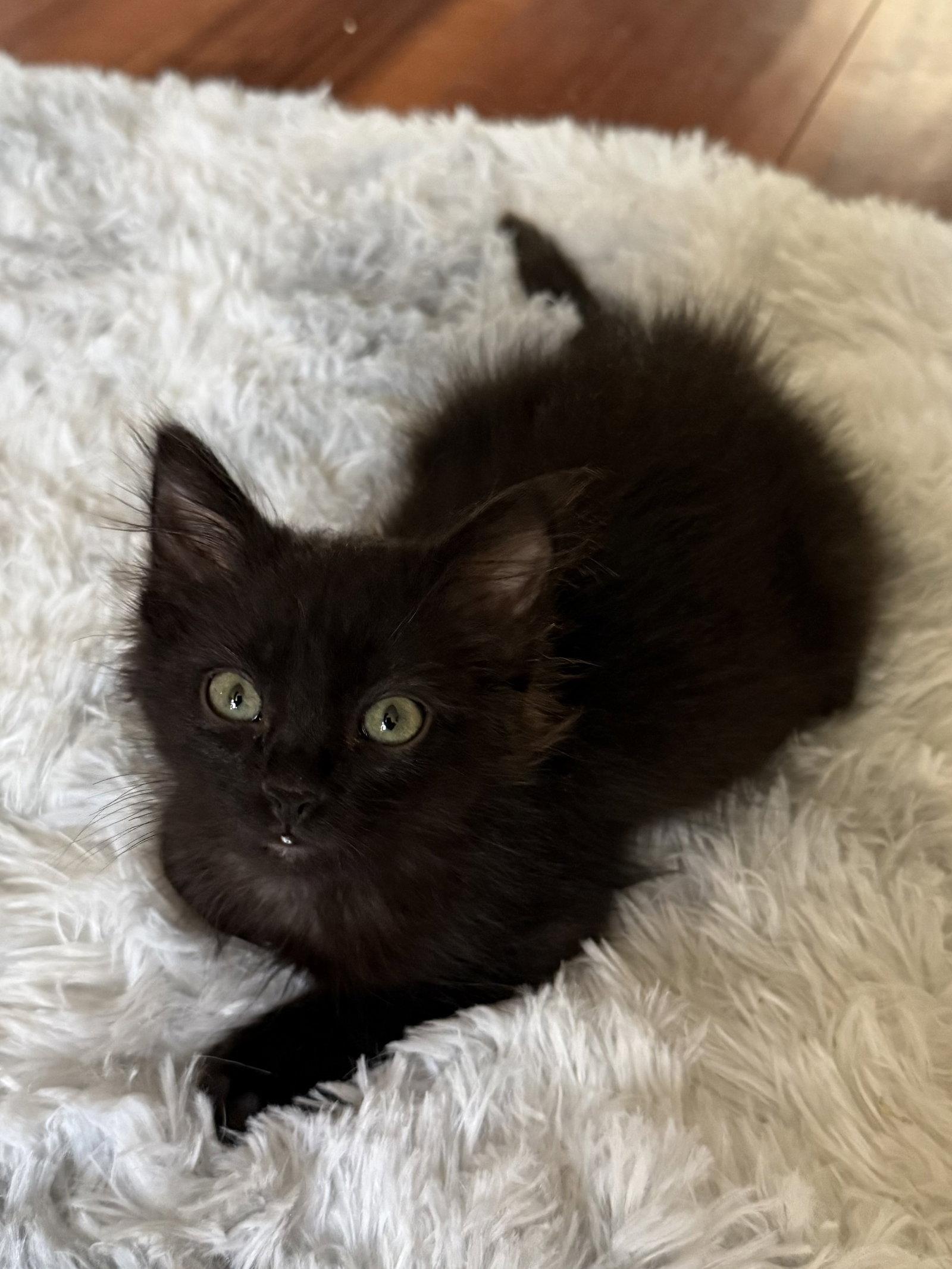 Bandit (bonded with Cheeto), a Adoptable Domestic Long Hair in Antioch, CA image 1/2