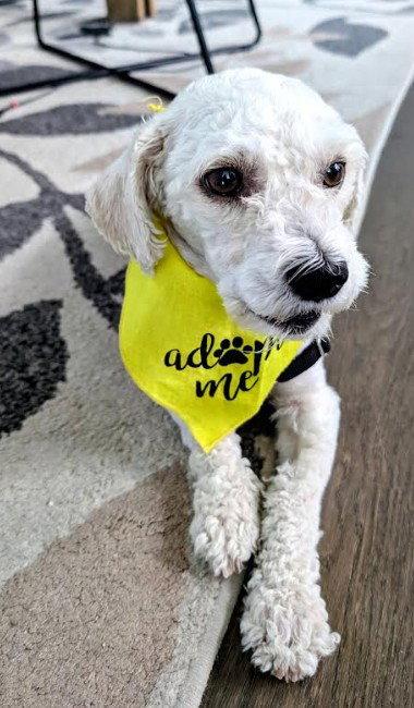 Ashby, Adopted, Young Male Poodle.