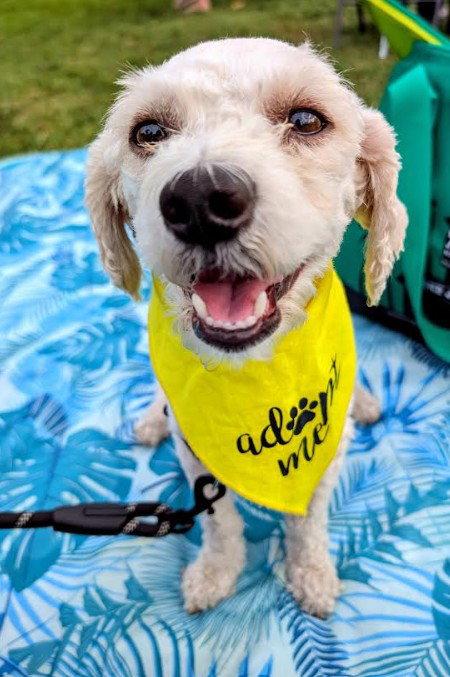 Ashby, a Adopted Poodle in San Diego, CA image 2/3