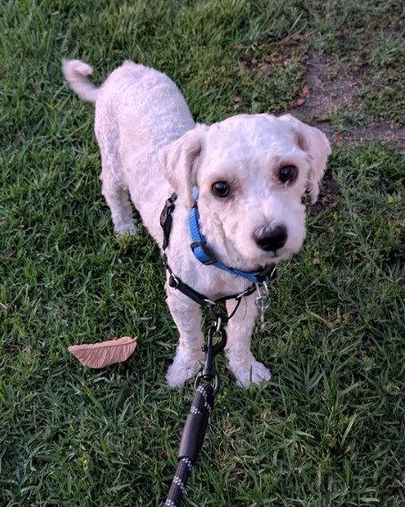 Ashby, a Adopted Poodle in San Diego, CA image 3/3