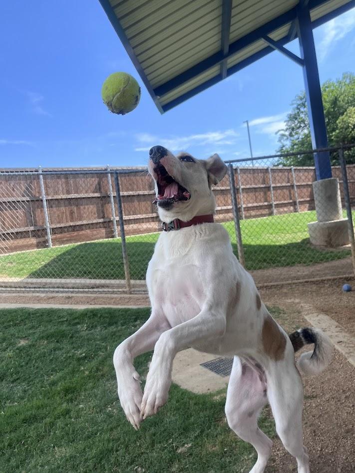 Yushi*A216085, a ADOPTABLE mixed breed in Plano, TX image 2/6