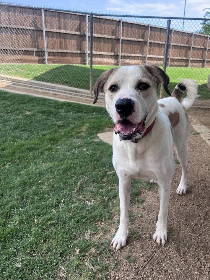 Yushi*A216085, ADOPTABLE, Adult Female Great Dane & Labrador Retriever.