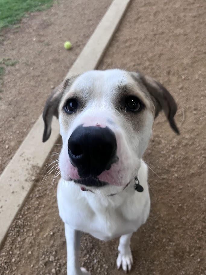 Yushi*A216085, a ADOPTABLE mixed breed in Plano, TX image 4/6