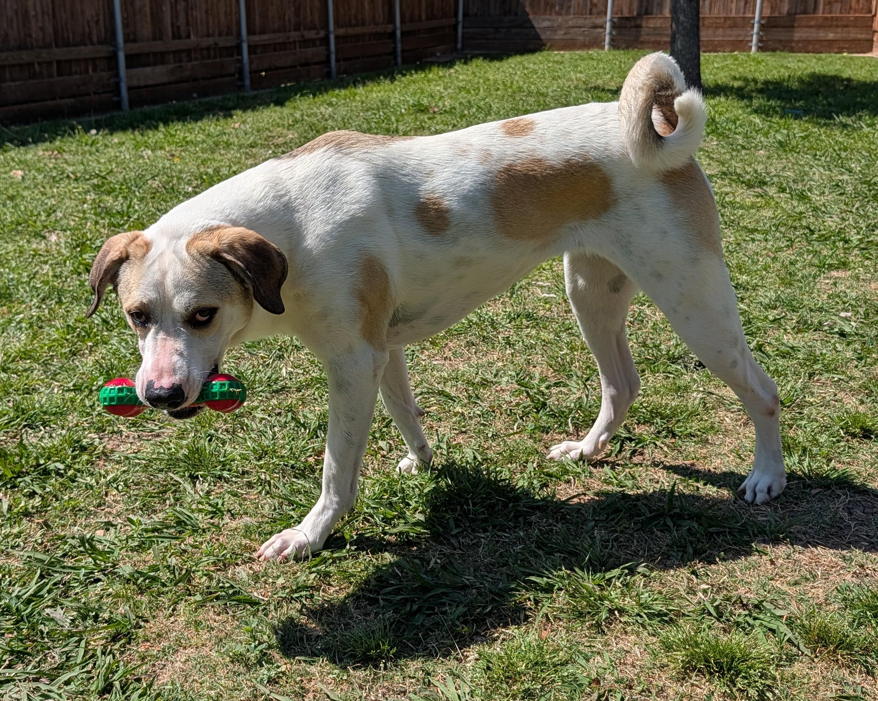 Yushi*A216085, a ADOPTABLE mixed breed in Plano, TX image 6/6