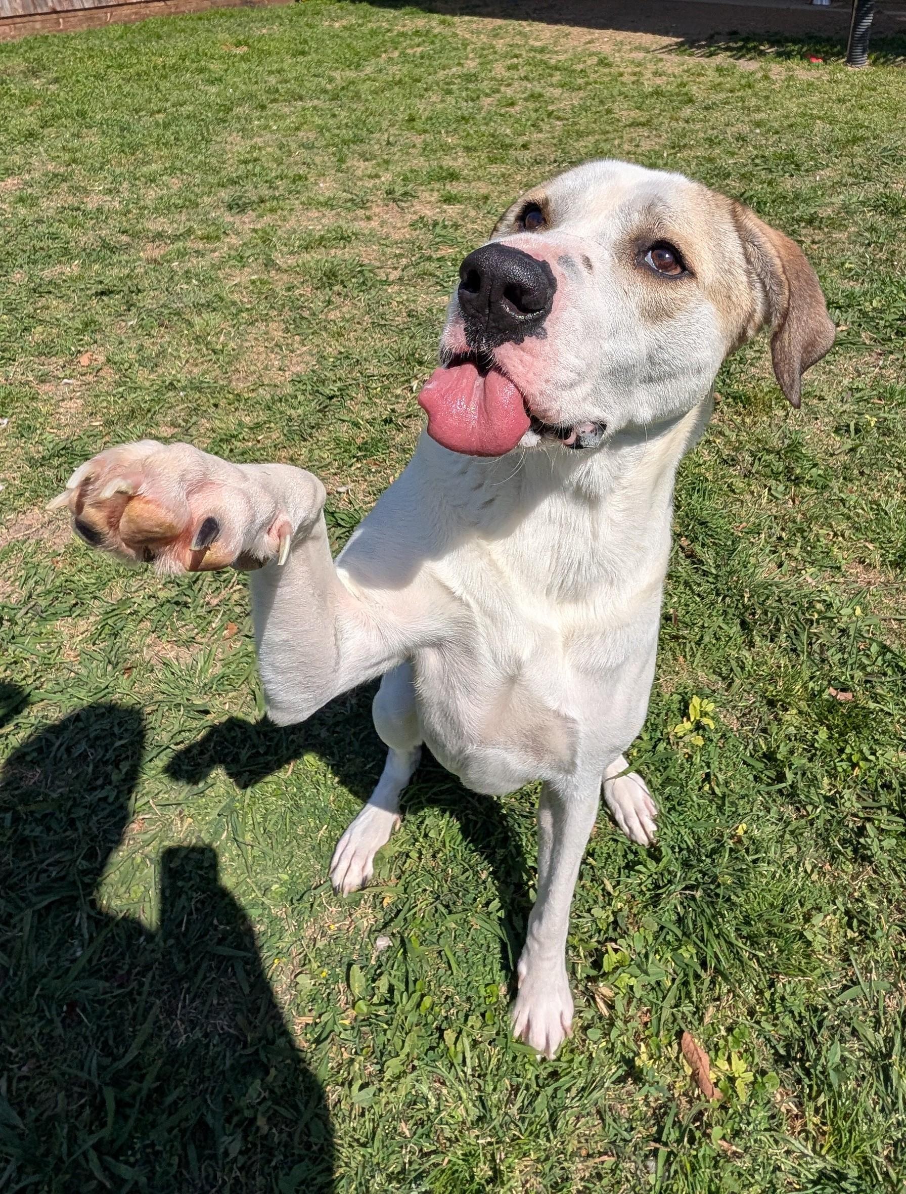 Yushi*A216085, a ADOPTABLE mixed breed in Plano, TX image 5/6