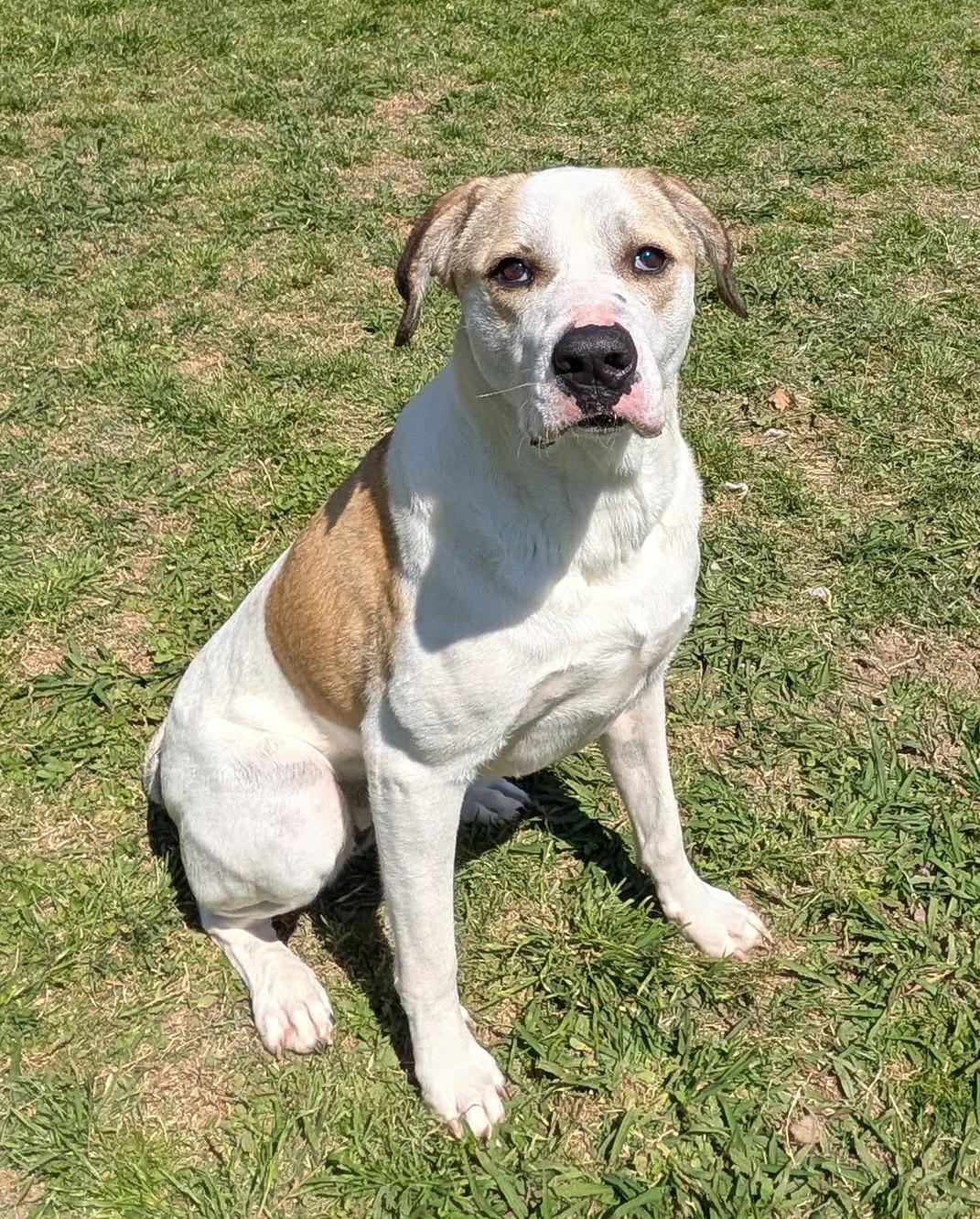 Yushi*A216085, a ADOPTABLE mixed breed in Plano, TX image 3/6