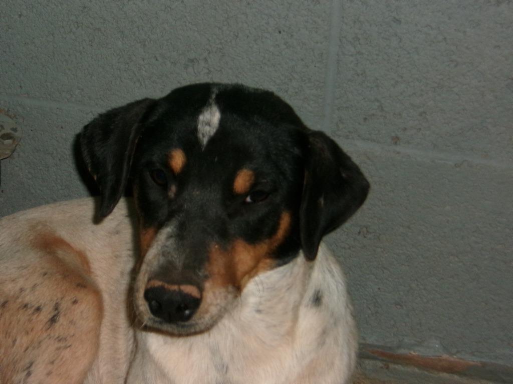 Raven, Adoptable, Young Female Labrador Retriever.