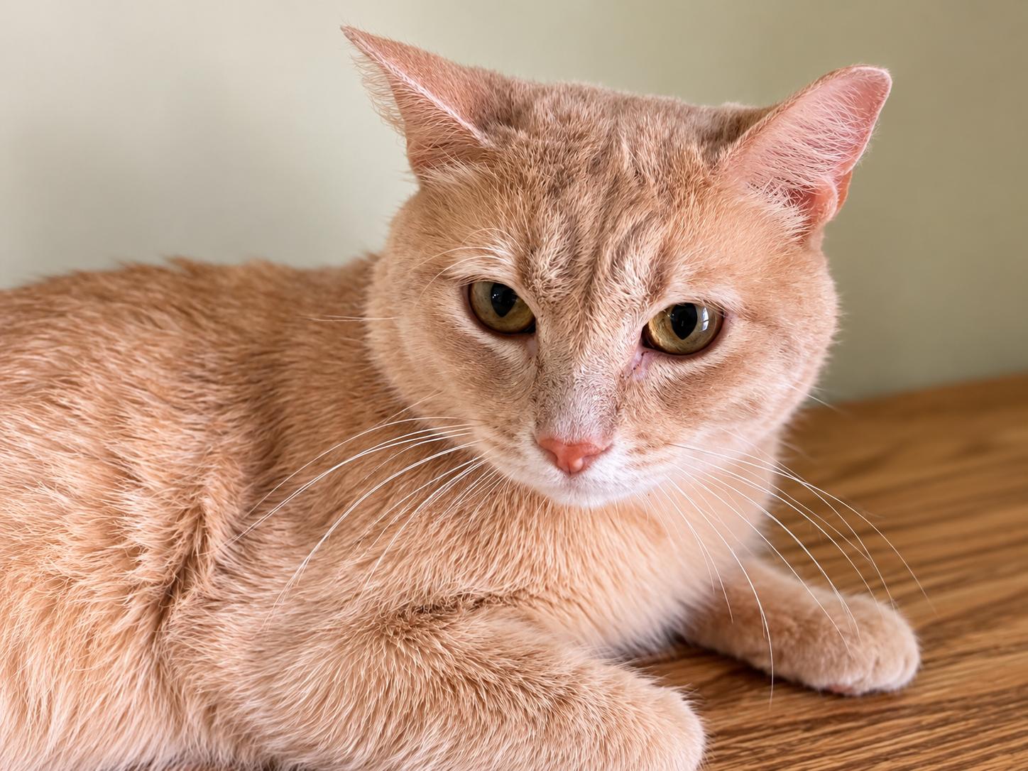 Garfield photo