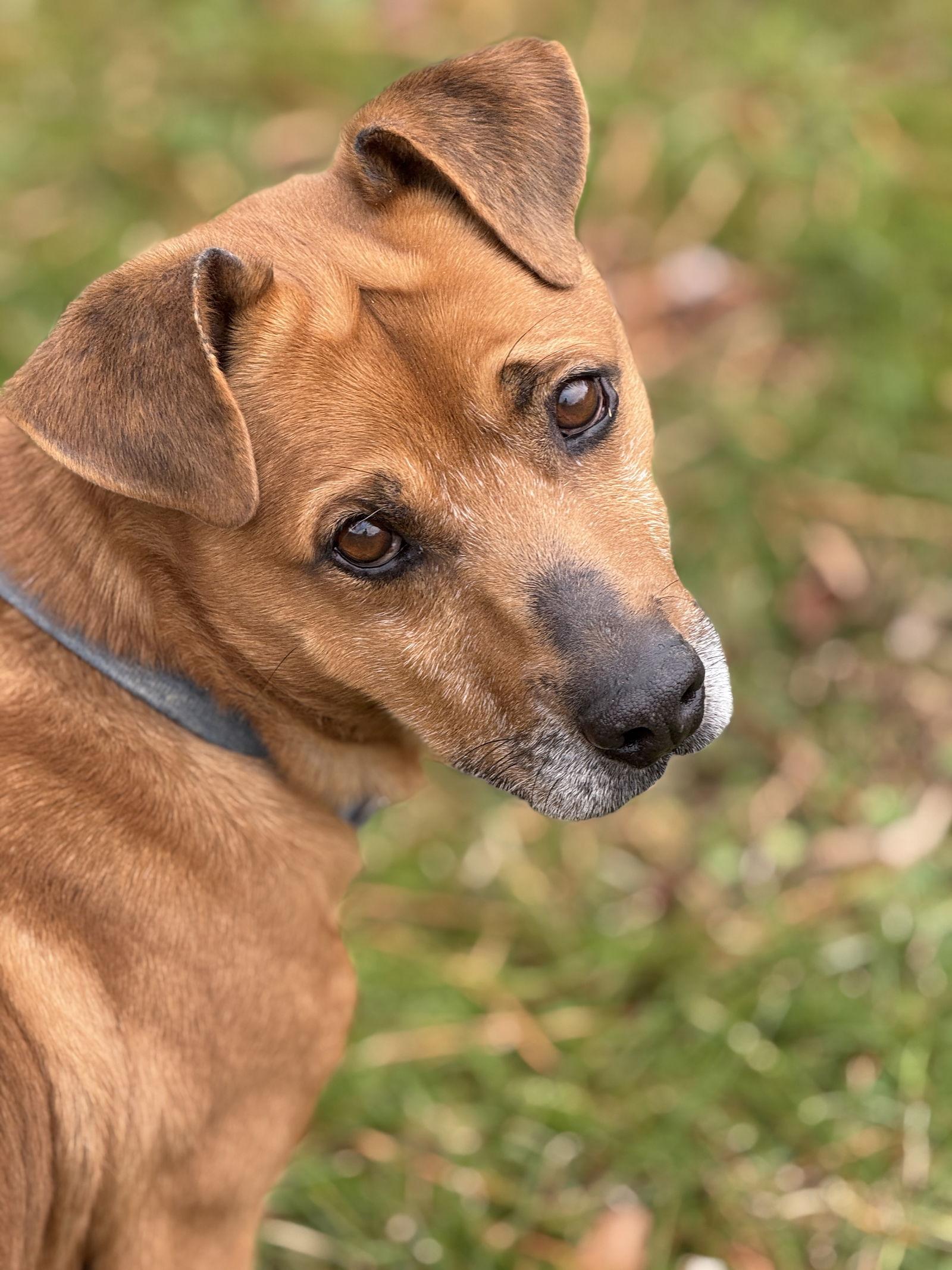 Enlarge Moses, a Adoptable Corgi in Calhoun, GA image 1/3