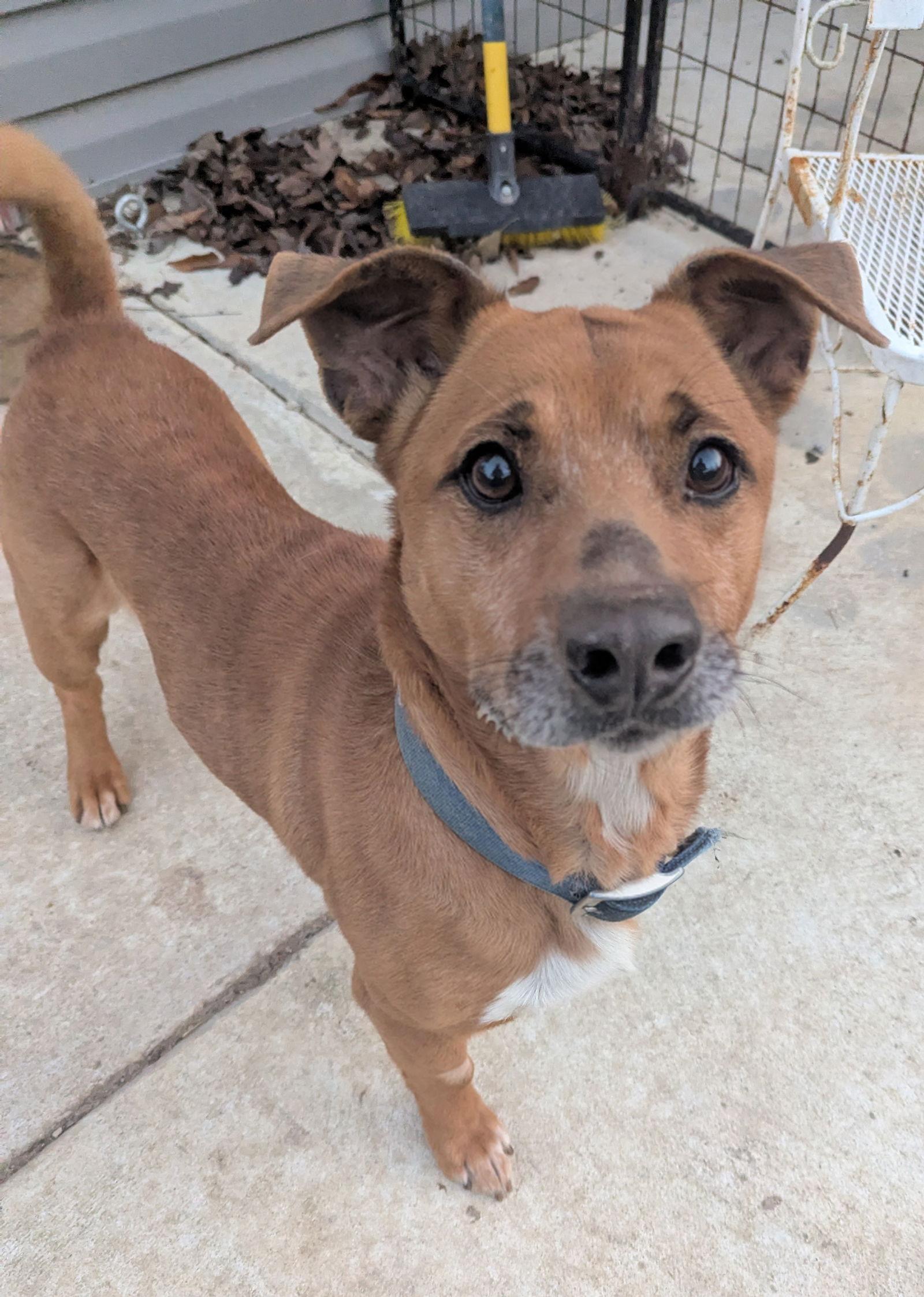 Enlarge Moses, a Adoptable Corgi in Calhoun, GA image 2/3