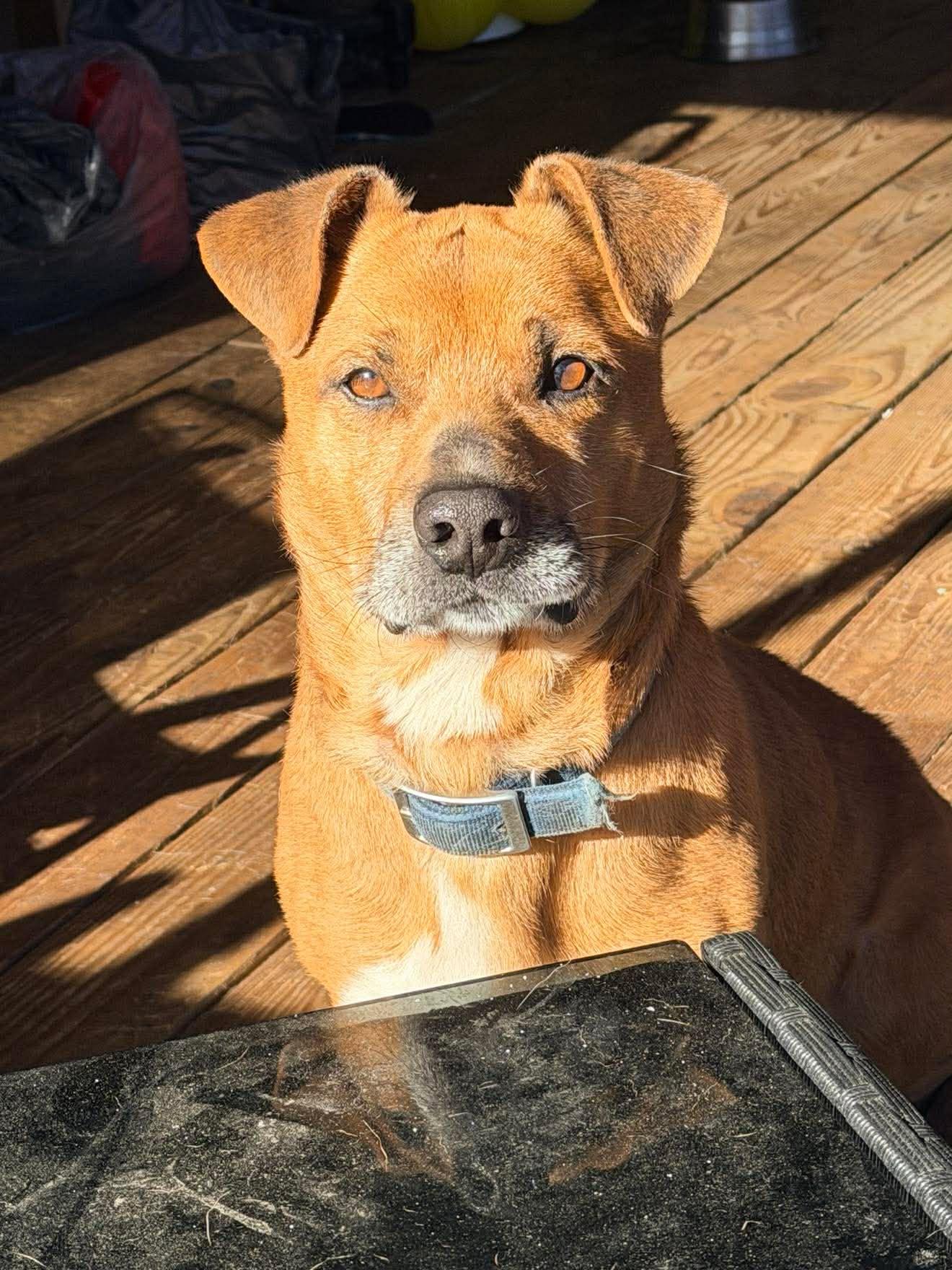 Moses, a Adoptable Corgi in Calhoun, GA image 3/3