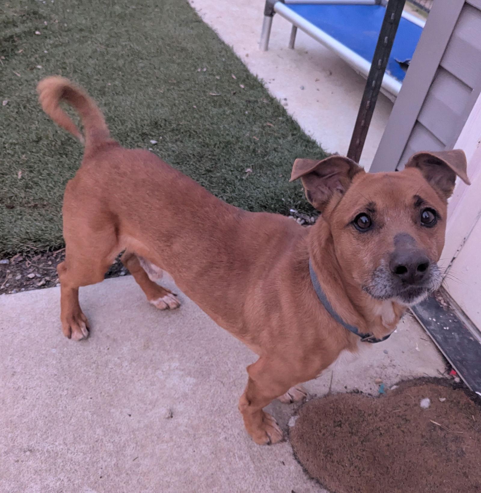 Enlarge Moses, a Adoptable Corgi in Calhoun, GA image 3/3