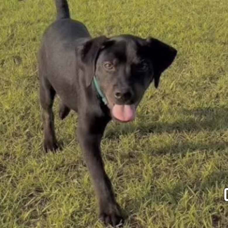 Cabo, a ADOPTABLE mixed breed in Irmo, SC image 2/3