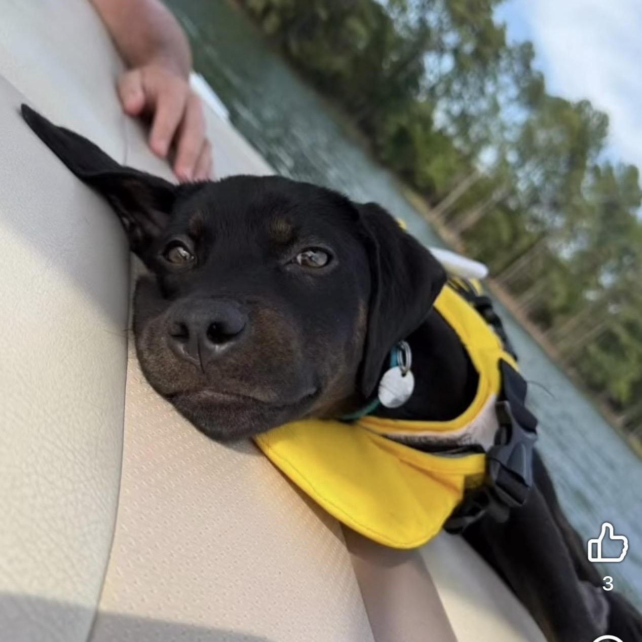 Cabo, a ADOPTABLE mixed breed in Irmo, SC image 1/3